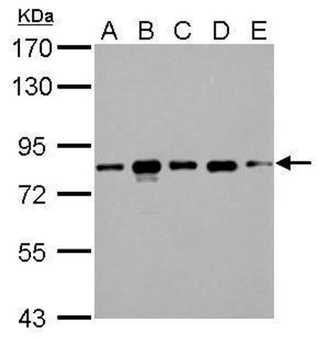 CD2AP Antibody in Western Blot (WB)