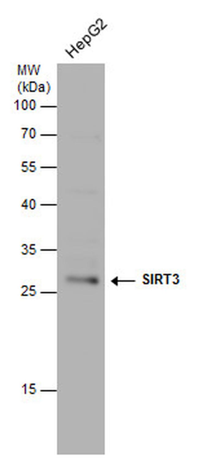 SIRT3 Antibody in Western Blot (WB)