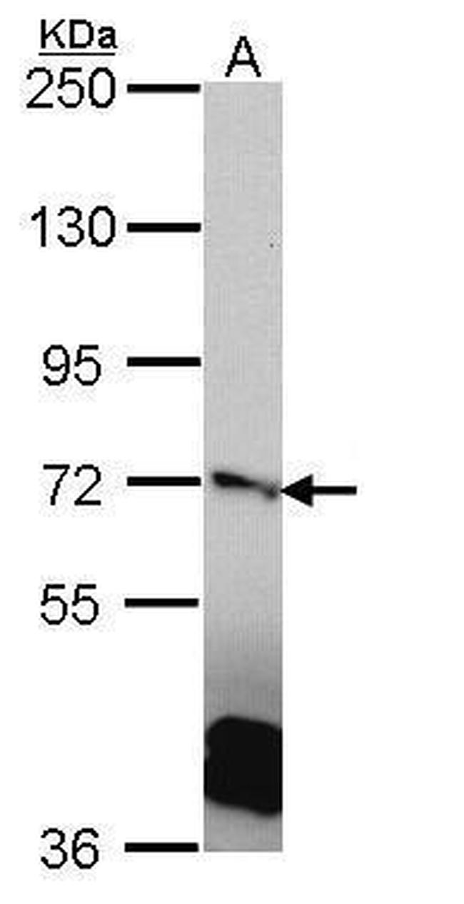 RANGAP1 Antibody in Western Blot (WB)