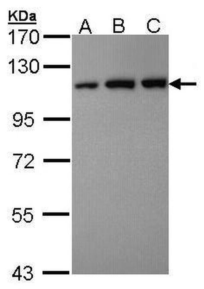 VDP Antibody in Western Blot (WB)