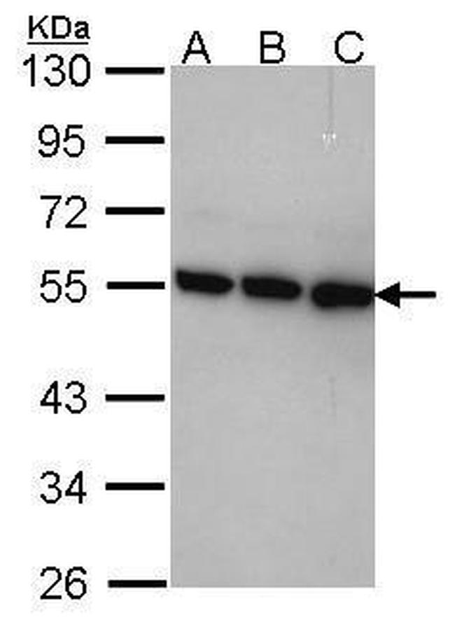 TRIP15 Antibody in Western Blot (WB)