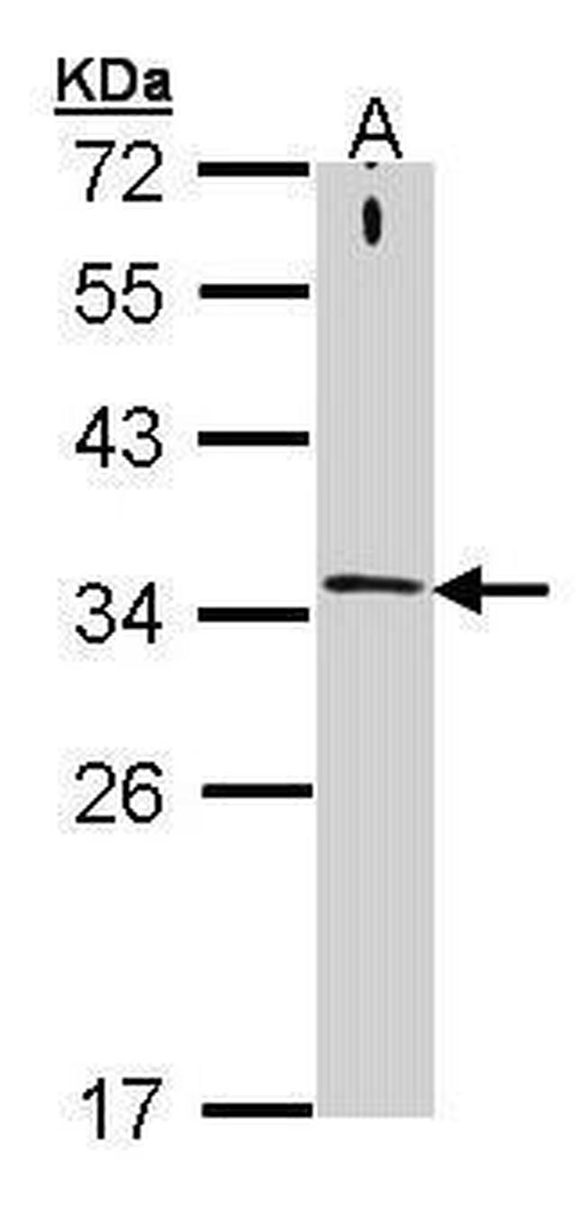 Syntaxin 1 Antibody in Western Blot (WB)