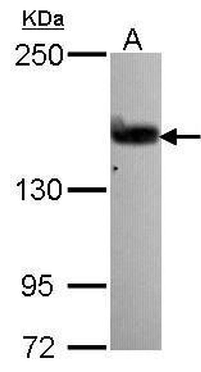 GEF5 Antibody in Western Blot (WB)