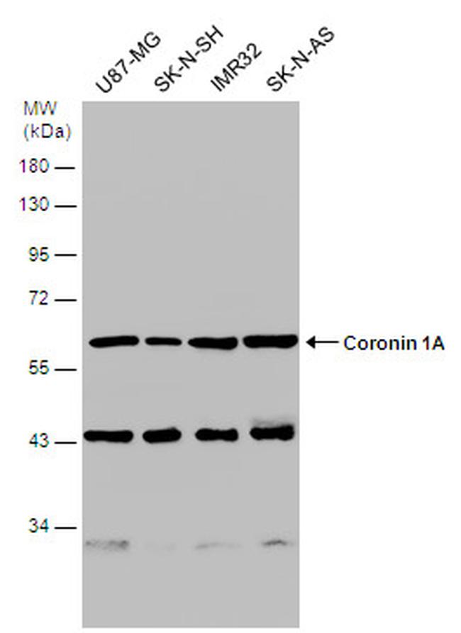 Coronin 1A Antibody in Western Blot (WB)