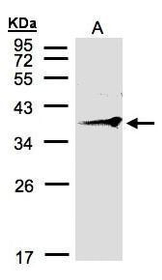 RNF2 Antibody in Western Blot (WB)