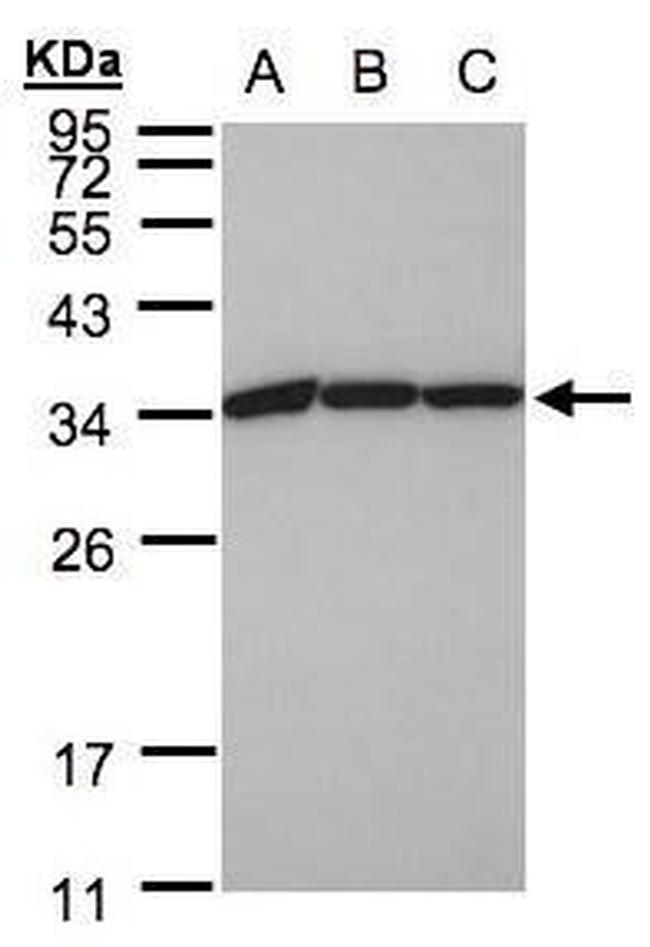 EEF1B2 Antibody in Western Blot (WB)