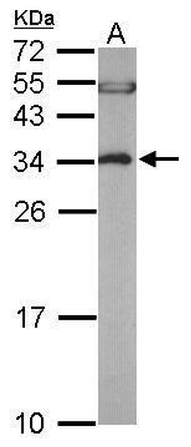 EEF1B2 Antibody in Western Blot (WB)