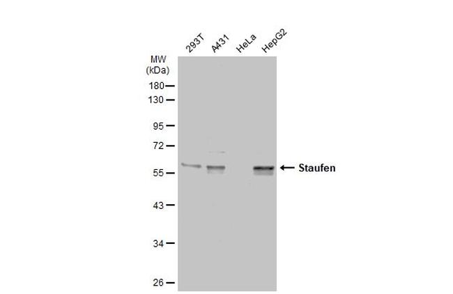 Staufen Antibody in Western Blot (WB)