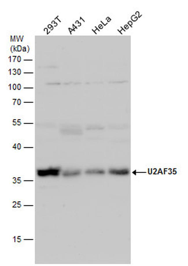 U2AF1 Antibody in Western Blot (WB)