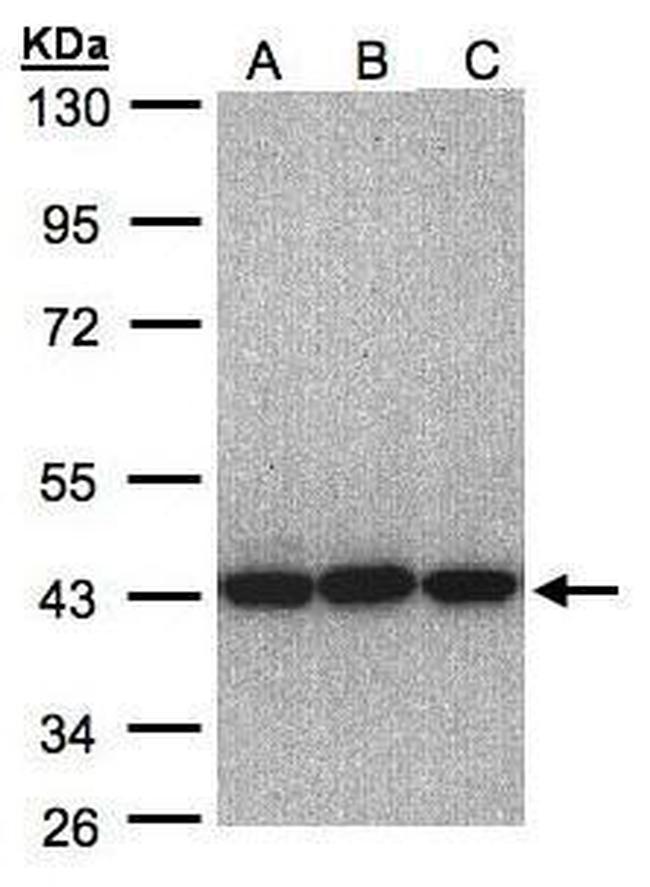 eIF3h Antibody in Western Blot (WB)