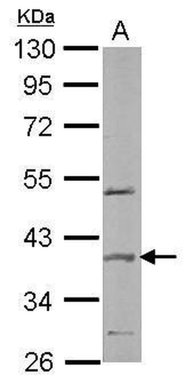 SPOP Antibody in Western Blot (WB)