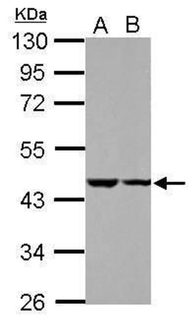 C18orf25 Antibody in Western Blot (WB)