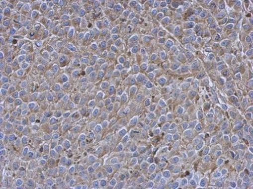 SIGLEC7 Antibody in Immunohistochemistry (Paraffin) (IHC (P))