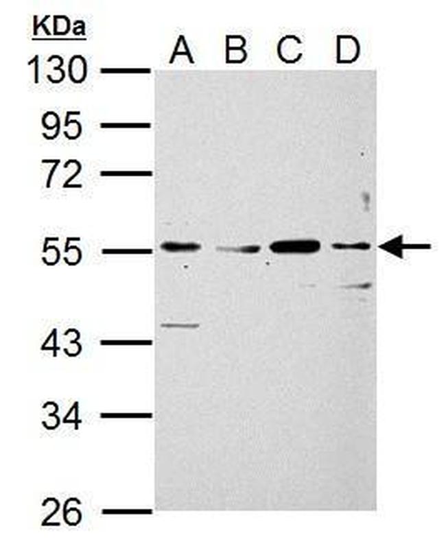 SIGLEC7 Antibody in Western Blot (WB)