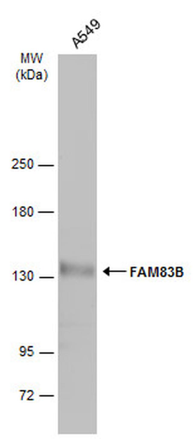 FAM83B Antibody in Western Blot (WB)