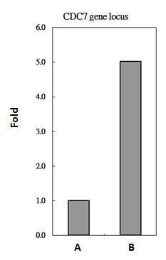 L3MBTL2 Antibody in ChIP Assay (ChIP)