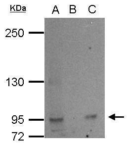 L3MBTL2 Antibody in Immunoprecipitation (IP)