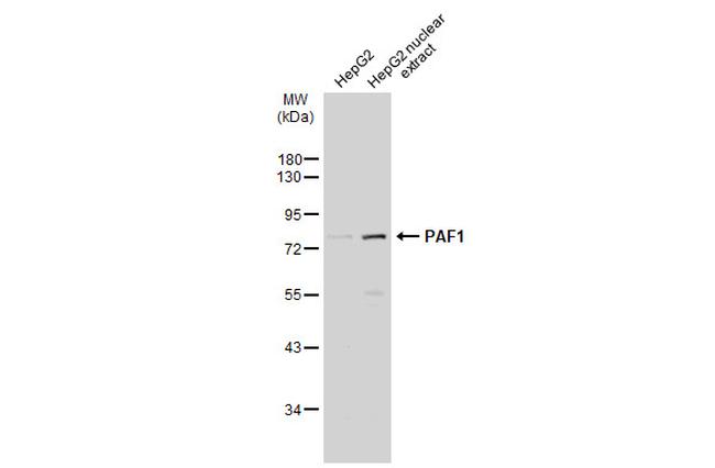 PAF1 Antibody in Western Blot (WB)