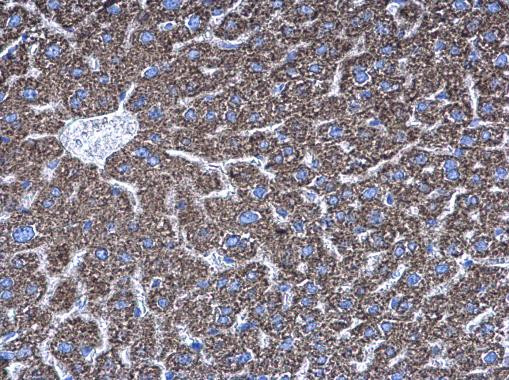 AGK Antibody in Immunohistochemistry (Paraffin) (IHC (P))