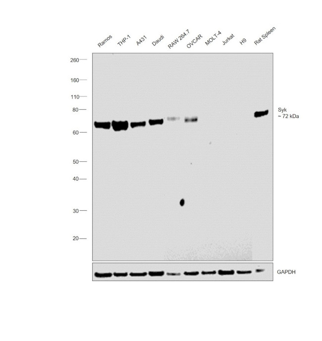 Syk Antibody