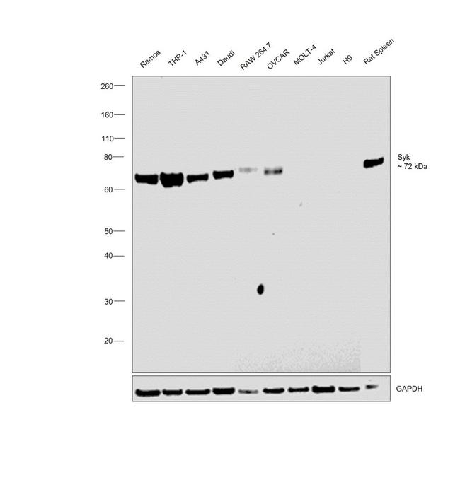 Syk Antibody in Western Blot (WB)