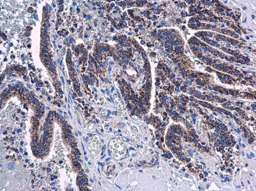 Adenylate Kinase 4 Antibody in Immunohistochemistry (Paraffin) (IHC (P))