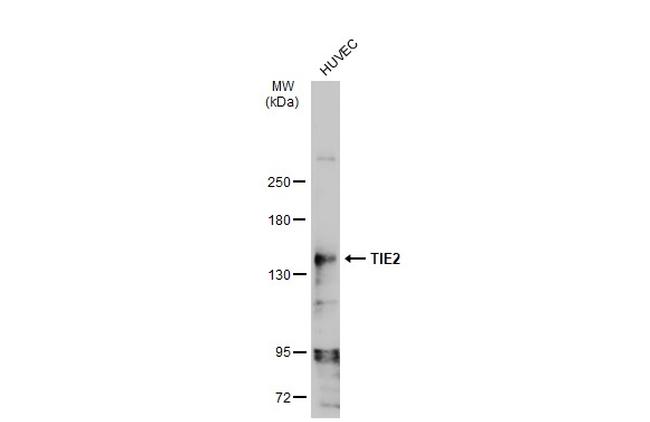 TEK Antibody in Western Blot (WB)