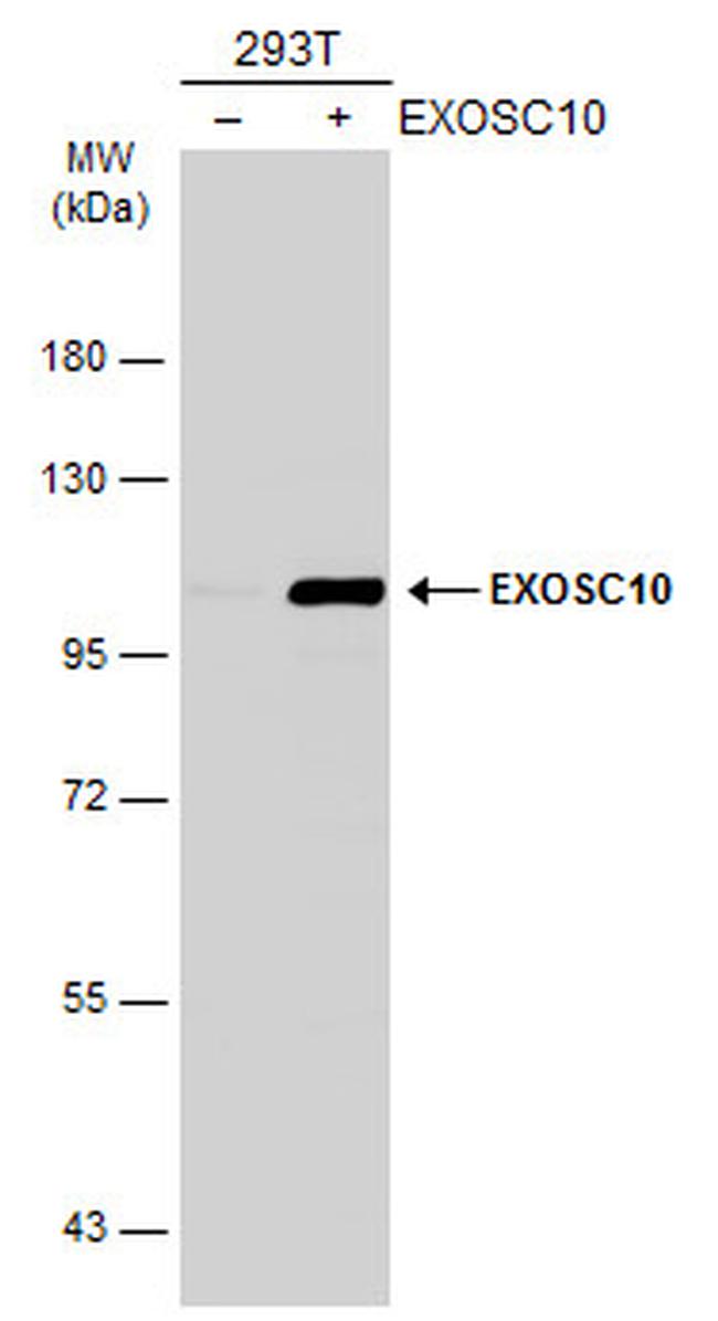 EXOSC10 Antibody in Western Blot (WB)