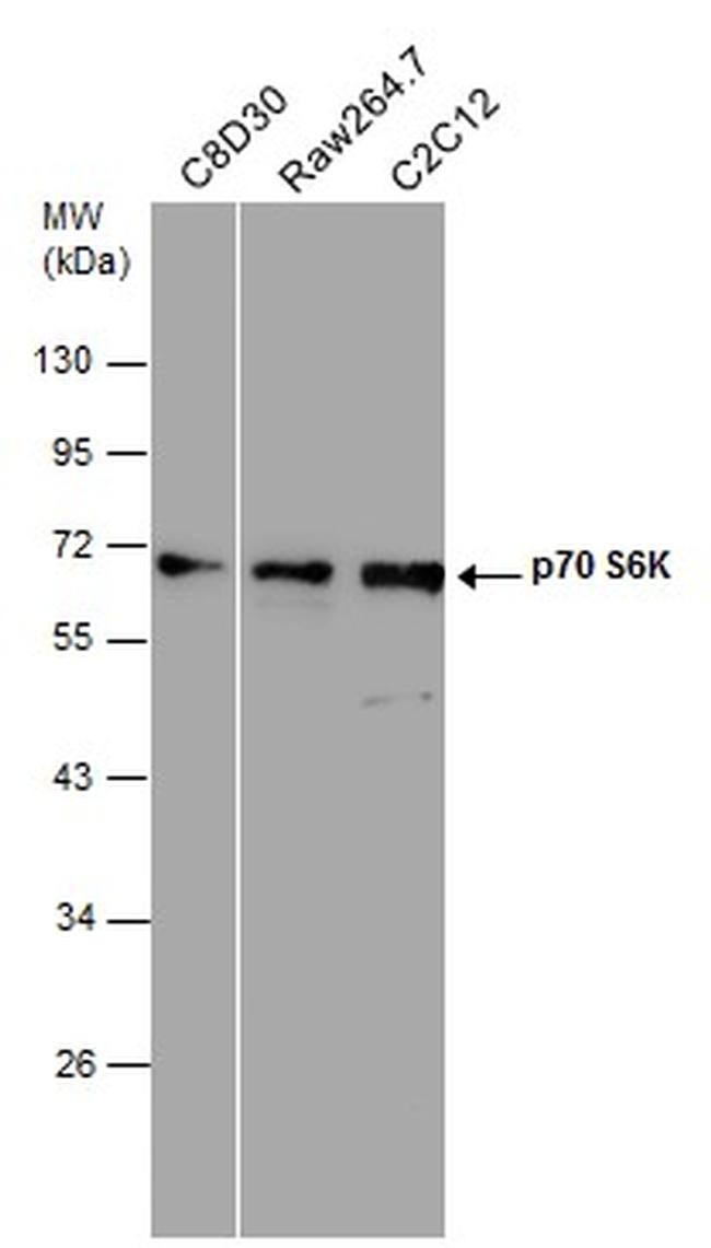 p70 S6 Kinase Antibody in Western Blot (WB)