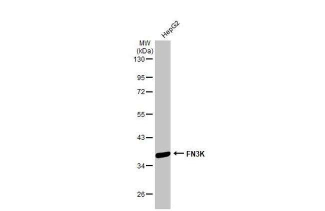 FN3K Antibody in Western Blot (WB)