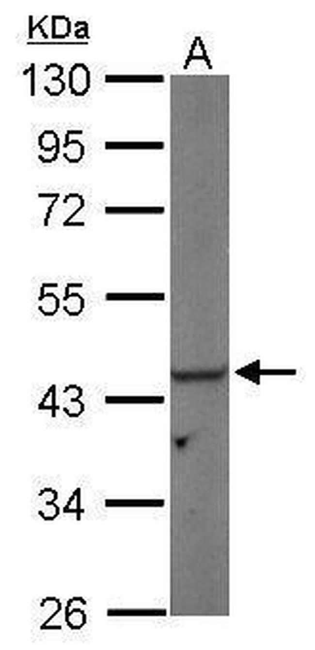 PGK1 Antibody in Western Blot (WB)