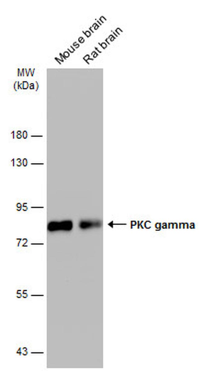 PKC gamma Antibody in Western Blot (WB)