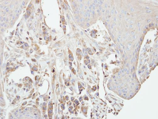 PKC gamma Antibody in Immunohistochemistry (Paraffin) (IHC (P))