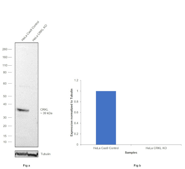 CrkL Antibody