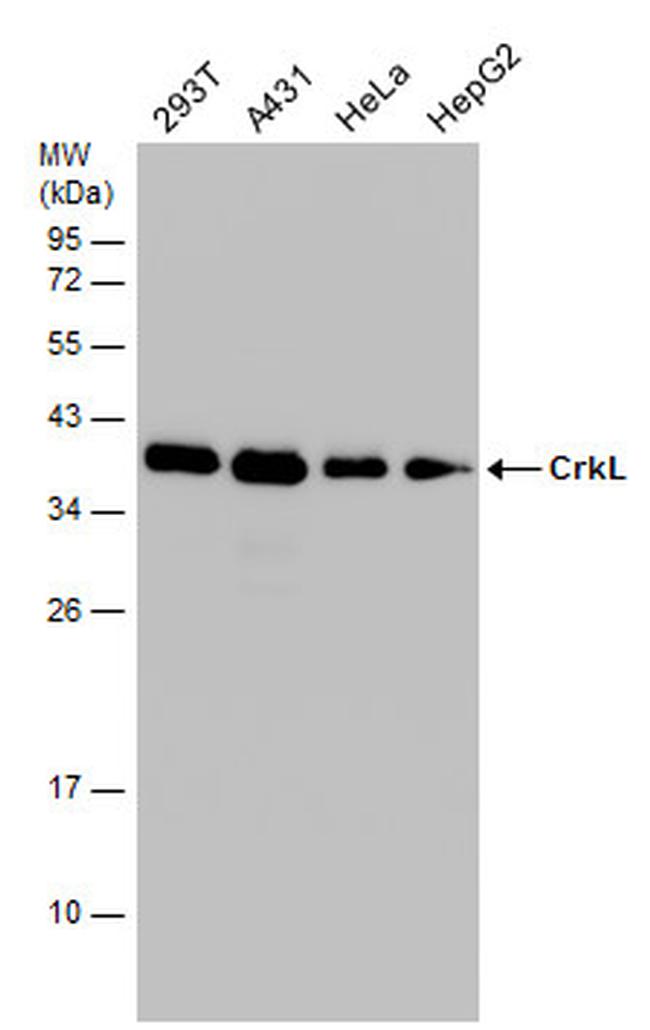 CrkL Antibody in Western Blot (WB)