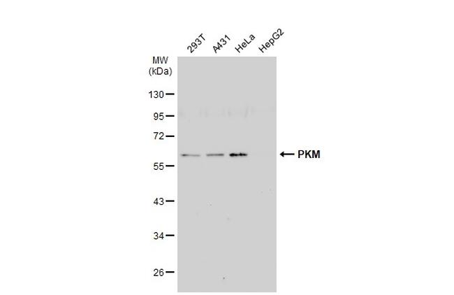 PKM2 Antibody in Western Blot (WB)