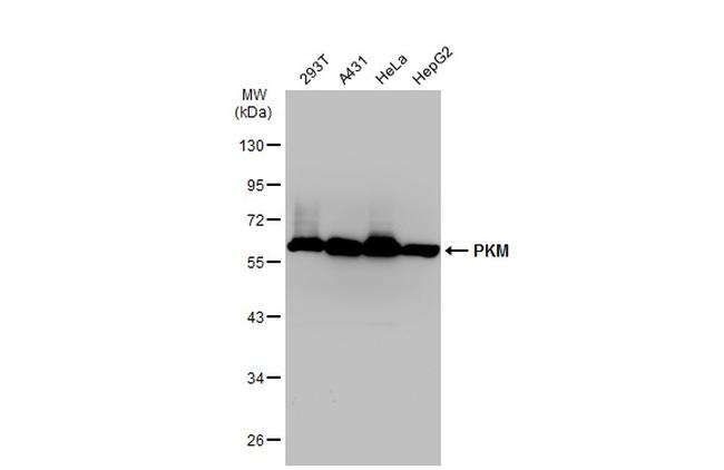 PKM2 Antibody in Western Blot (WB)