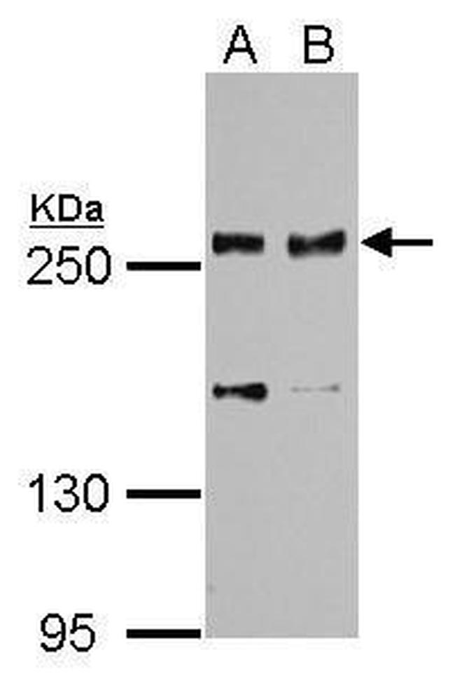 SCRIB Antibody in Western Blot (WB)