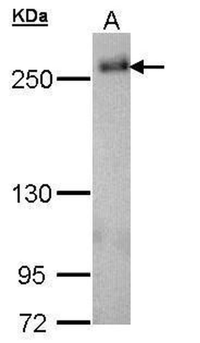 SCRIB Antibody in Western Blot (WB)