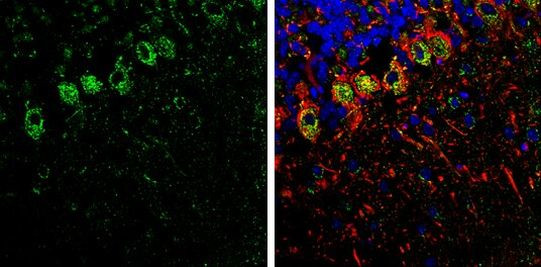 SHANK1 Antibody in Immunohistochemistry (Frozen) (IHC (F))