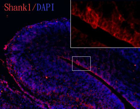 SHANK1 Antibody in Immunohistochemistry (Frozen) (IHC (F))