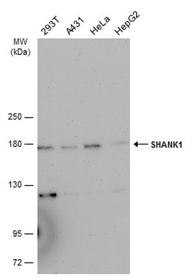 SHANK1 Antibody in Western Blot (WB)