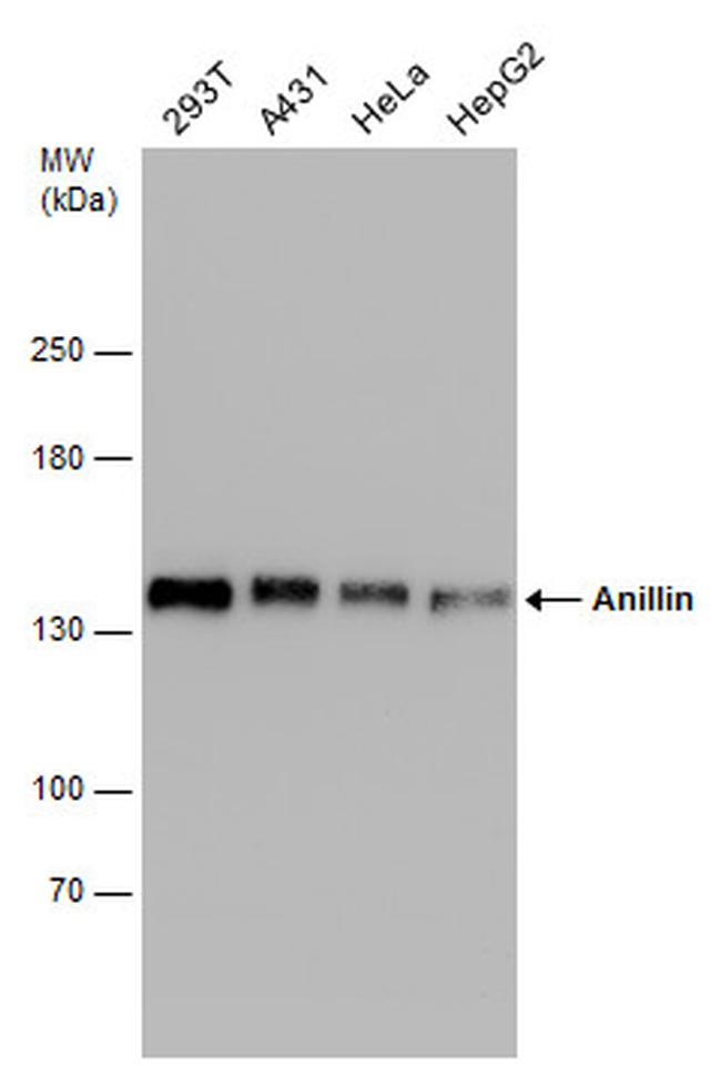 Anillin Antibody in Western Blot (WB)