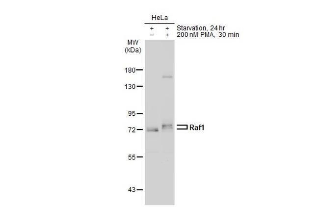 c-Raf Antibody in Western Blot (WB)