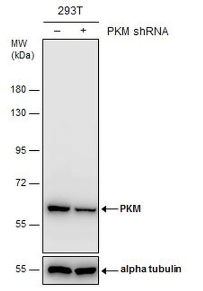 PKM2 Antibody