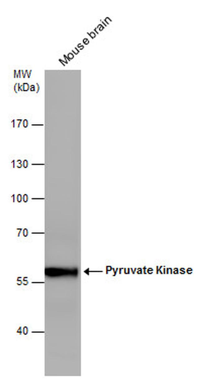 PKM2 Antibody in Western Blot (WB)