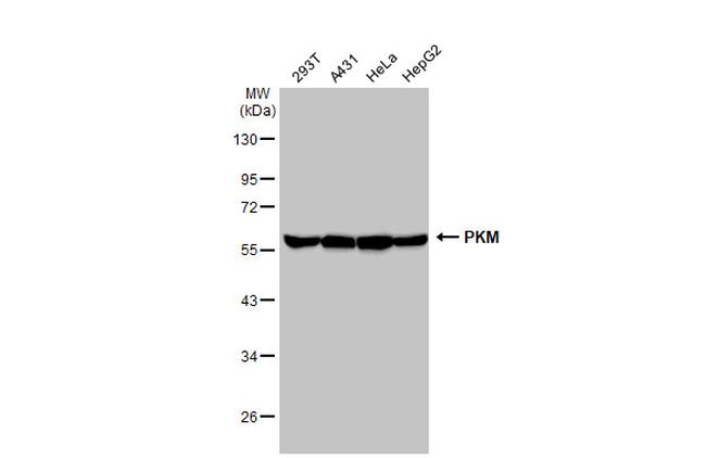 PKM2 Antibody in Western Blot (WB)