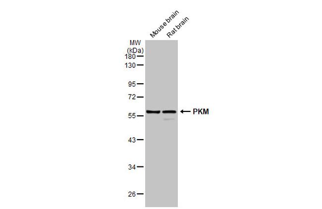 PKM2 Antibody in Western Blot (WB)