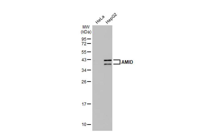 AMID Antibody in Western Blot (WB)