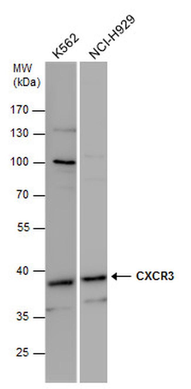 CXCR3 Antibody in Western Blot (WB)